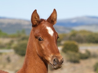 Potrillo en La Losa (Segovia)