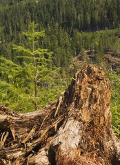 Obraz premium Elk Falls Provincial Park, British Columbia, Canada; Tree Stump