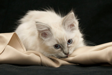 beautiful ragdoll kitten