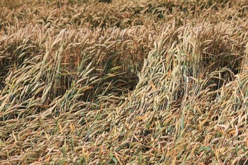 Sturmschäden im Getreidefeld