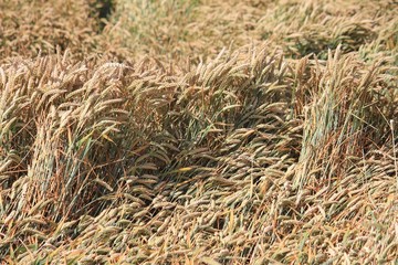 Sturmschäden im Getreidefeld