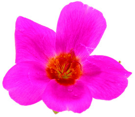 Fototapeta na wymiar pourpier fleur rose, Portulaca oleracea