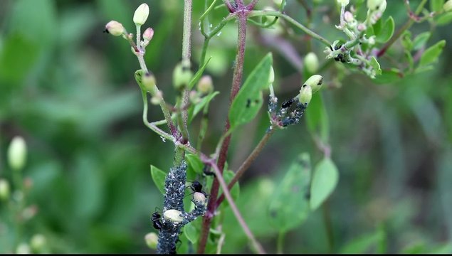 coop&eacute;ration fourmis pucerons