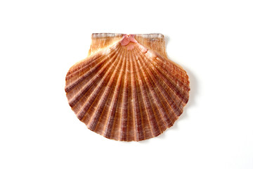 vieira st james shell