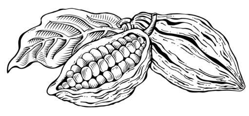 Cacao beans monochrome illustration