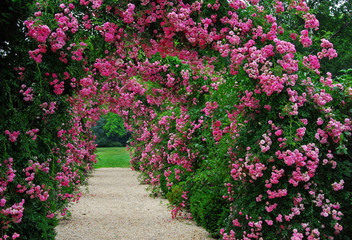 Naklejki  Pergola z różowymi kwitnącymi różami