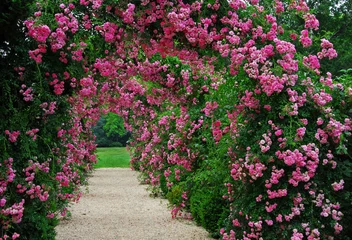 Tuinposter Pergola met roze bloeiende rozen © Barbara MB
