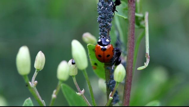 coop&eacute;ration fourmis pucerons