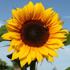 Sonnenblume und Biene
