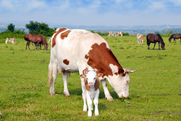 Fototapeta na wymiar cows calf and horses on pasture