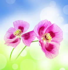 poppies on colored background