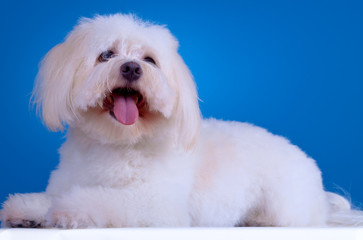 havanese dog