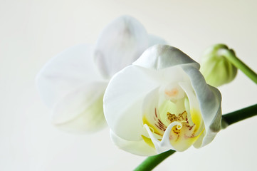 Fototapeta na wymiar white orchid phalaenopsis