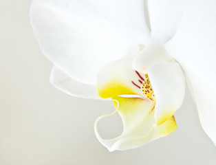 white orchid phalaenopsis