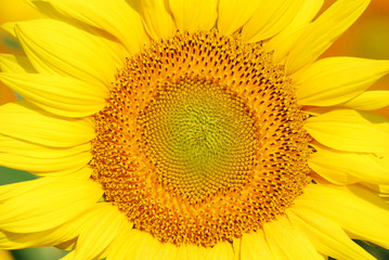 sunflower close detail