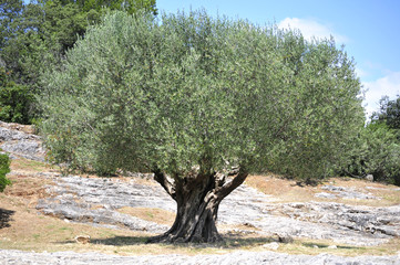 olivier provence