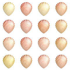 Seashell Background