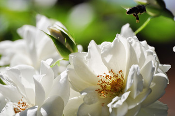 White roses and a bee