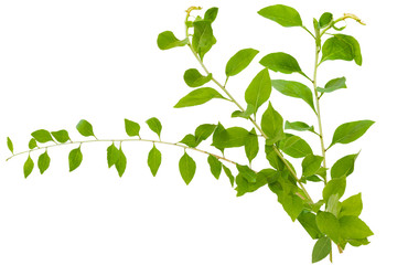 Chinese Lycium Boxthorn