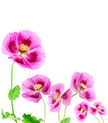 poppies isolated on white background