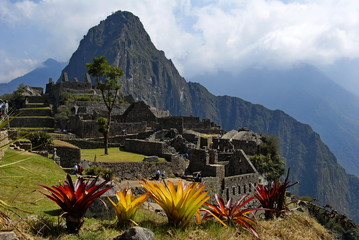 Sunlit plants with Wayna Picchu in the background