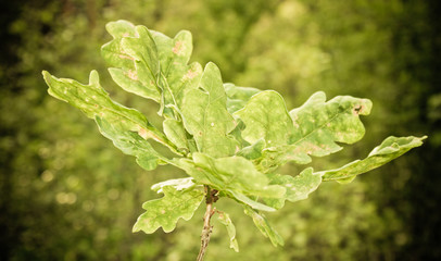 oak leafs