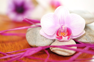 Fototapeta na wymiar Orchidee