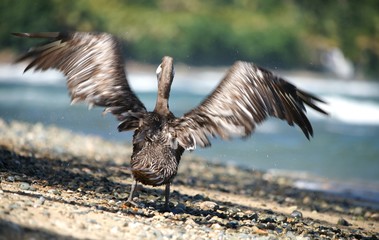 Back shot of a pelican drying feathers on the beach