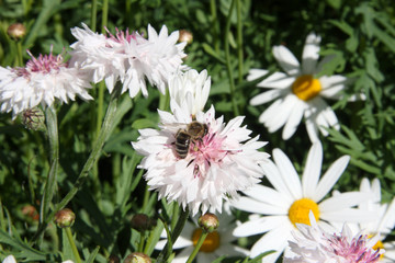 bleuets blancs et marguerites