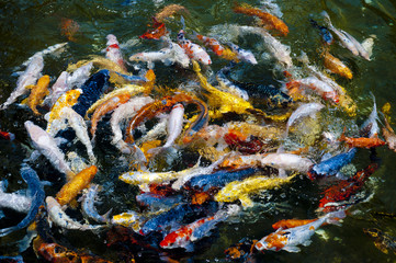 Koi fish in water, high angle view