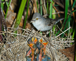 Barred Warbler, Sylvia nisoria, female
