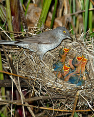 Barred Warbler, Sylvia nisoria, male