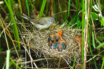 Barred Warbler, Sylvia nisoria, male