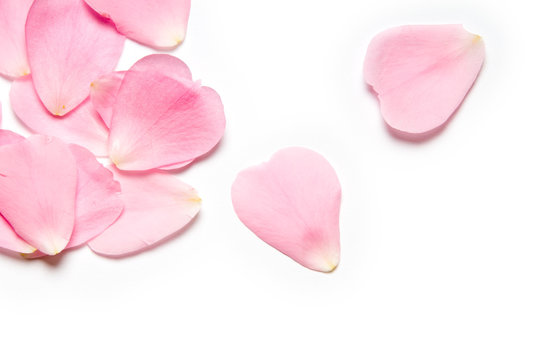 Fototapeta Pink rose petals