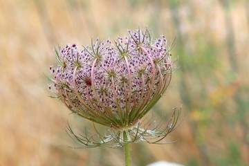 wild carrot daucus carota flower balearic islands