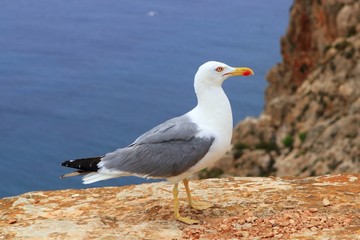 Naklejka premium beautiful seagull with ocean background