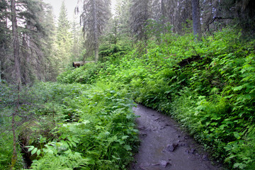 Trail in the forest