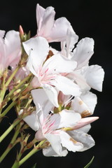 Fototapeta na wymiar Białe kwiaty