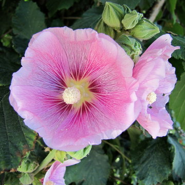 La rose tr&eacute;mi&egrave;re en juillet.