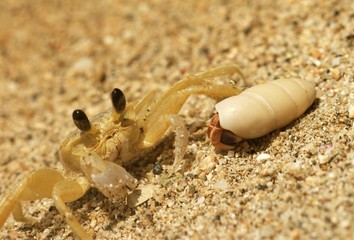 Yellow ghost crab with its victim: herrmit crab. Sand.