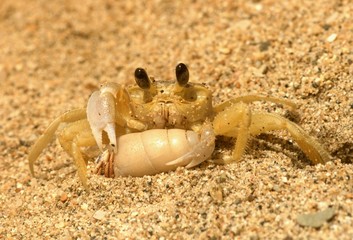 Yellow ghost crab with its victim: herrmit crab. Sand.