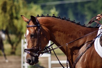 horse