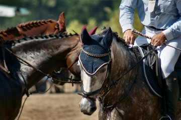 horse