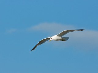 Fototapeta na wymiar Common Gull