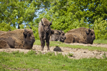 Buffalos in the sun