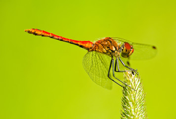 ważka © Magdziak Marcin