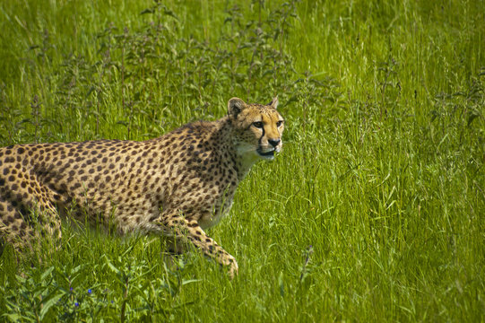 Cheetah in the grass