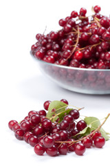 Guelder-rose berry