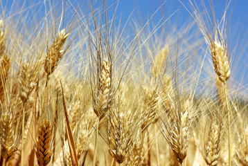 Fototapeta premium Spikes in wheat field