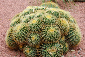 Conjunto de Echinocactus Grusonii